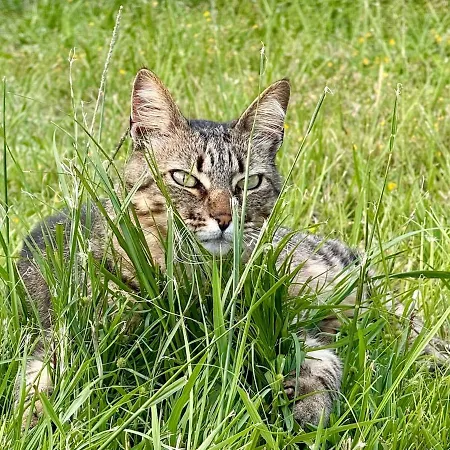 빌라 Ann's Paradise Água de Pau